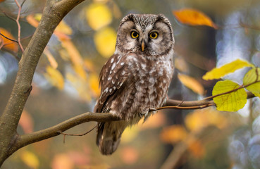 Owl in tree