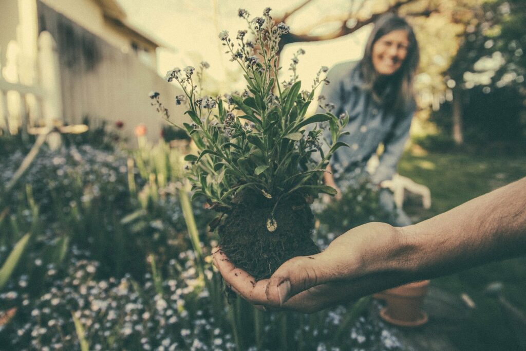 Hand holding a flower plant outside before putting it in the ground